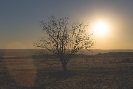 Lonely tree at sunset in autumn time.の写真素材