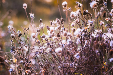 Beautiful wildflowers at sunset in autumn.の写真素材