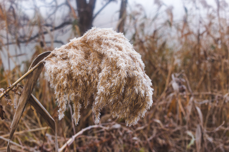 Reeds by the river covered with hoarfrost.の写真素材