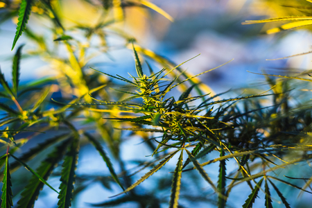 Branch of cannabis and marijuana. Ganja, hemp beautiful treeの写真素材