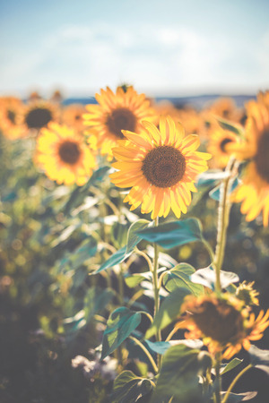 Beautiful sunflower field in the afternoonの写真素材