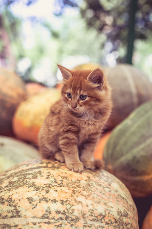 Cute red kitten sitting on a pile of pumpkins.の写真素材