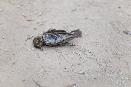 Dead bird on concrete floor.