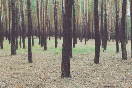 Trees in a pine forest in autumn.