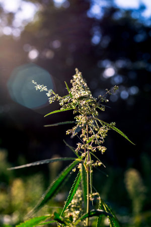 Branch of cannabis and marijuana in sunset. Ganja, hemp beautiful treeの写真素材