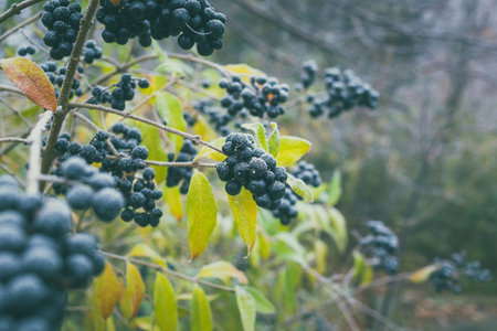 Poisonous black berries called  ligustrum vulgare covered with hoarfrost.