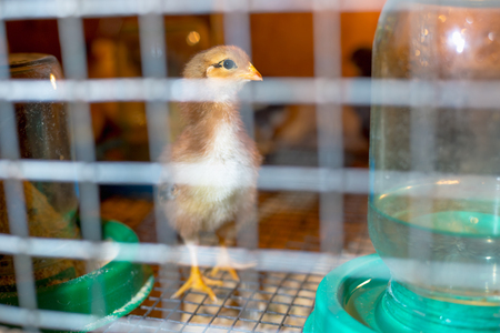 Little chickens in a brooder on the farm.の写真素材