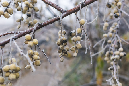 Wild olives on a branch covered with hoarfrost.の写真素材