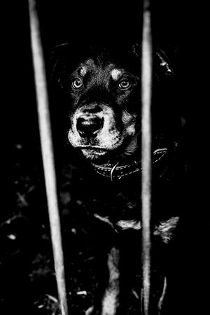 Little cute rottweiler puppy in an aviary. Monochrome photo.の写真素材