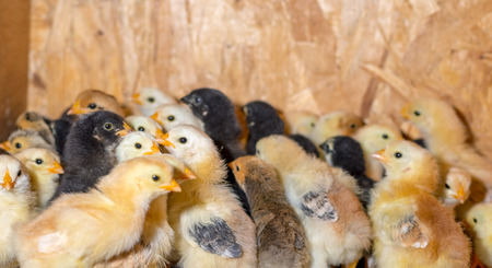 Little chickens in a brooder on the farm.の写真素材