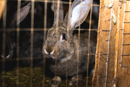 Breeding rabbits. Rabbits on a farm in a wooden cage. Rabbits in captivityの写真素材