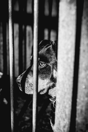 Little cute rottweiler puppy in an aviary. Monochrome photo.の写真素材