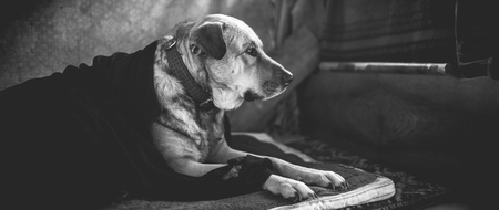 Old monochrome photo of a dog in a blanket. Large mastiff in the cold days.の写真素材