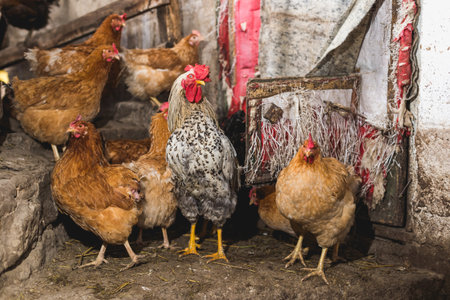 Chickens on the farm. Toned, style, color photo.の写真素材