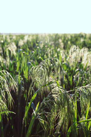 Field of young green oats at sunset.