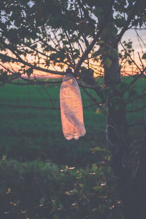 Empty plastic bottle on a tree at sunset. The concept of environmental pollution.の写真素材