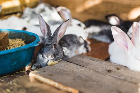 Breeding a large group of rabbits in a small shedの写真素材