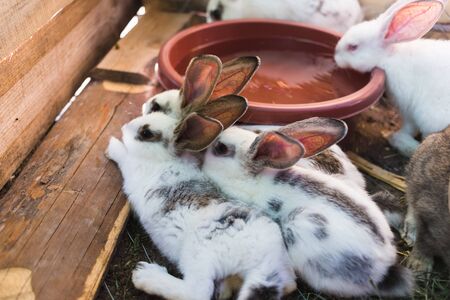 Breeding a large group of rabbits in a small shedの写真素材