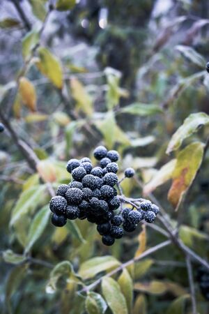 Poisonous black berries called  ligustrum vulgare covered with hoarfrost.の写真素材