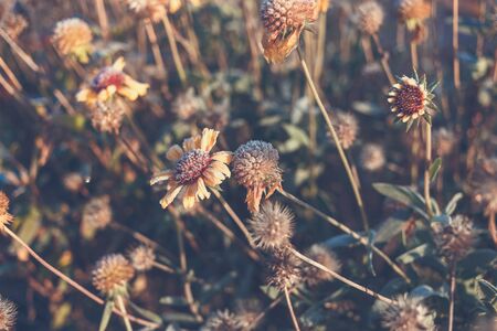 Beautiful dry flower covered with hoarfrostの写真素材
