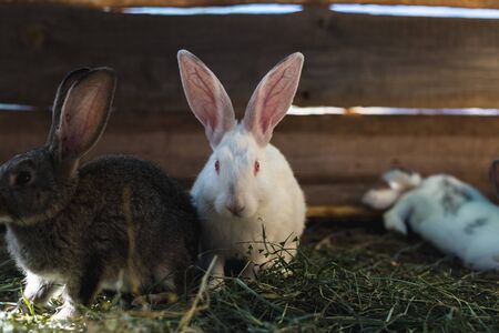 Breeding a large group of rabbits in a small shedの写真素材