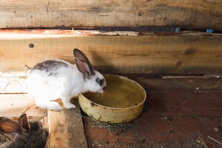 Breeding a large group of rabbits in a small shedの写真素材