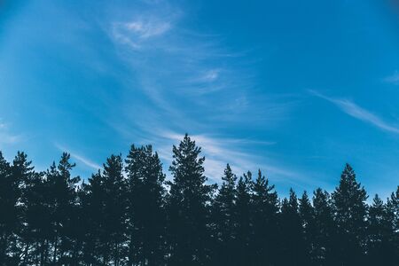 Sky with clouds and the tops of coniferous forest.の写真素材