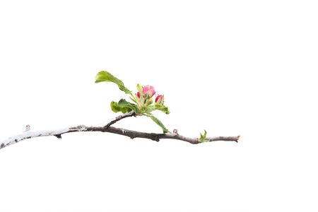 Young apple tree isolated on white backgroundの写真素材