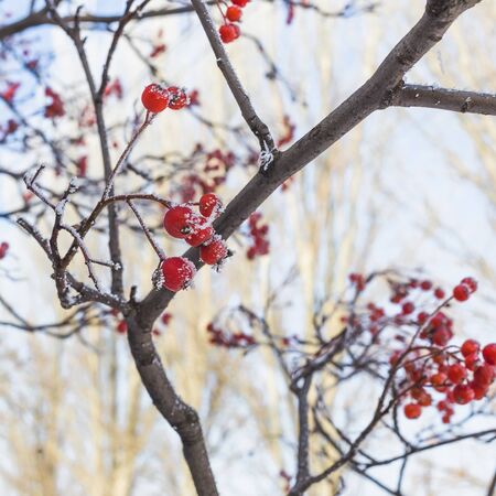 A branch of red rowan covered with hoarfrost.の写真素材