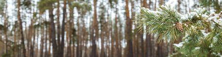 Cone on a branch in winter in a pine forest.の写真素材