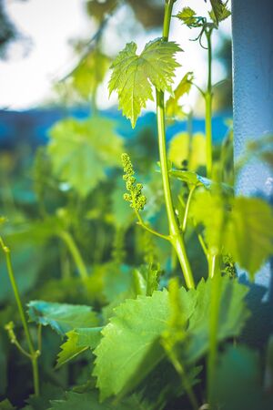 Young green grape branches on the vineyard in spring time.の写真素材