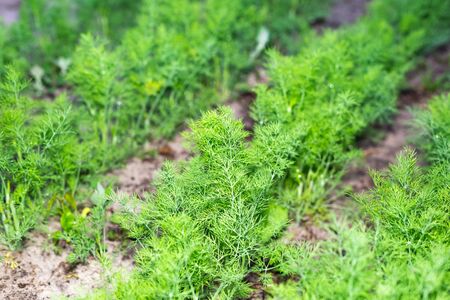 Rows of young dill in the garden.の写真素材
