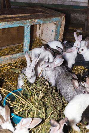 Breeding a large group of rabbits in a small shedの写真素材