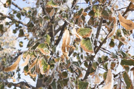 Linden leaves covered with frost.の写真素材