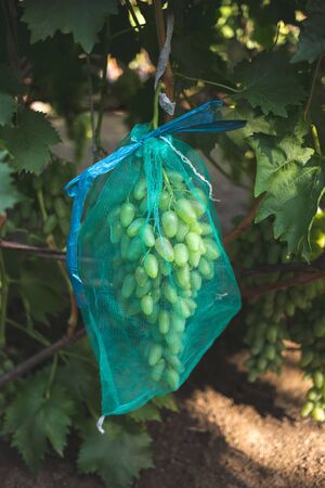 Protected ripe grapes with fine mesh bags hanging on branches.の写真素材