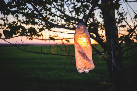 Empty plastic bottle on a tree at sunset. The concept of environmental pollution.