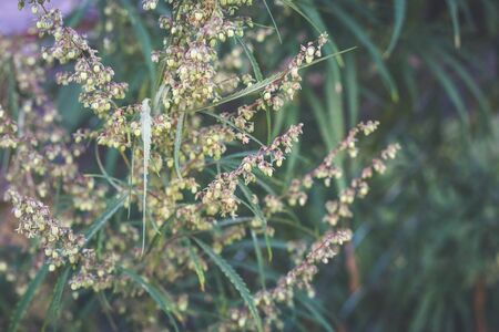 A cannabis plant, a marijuana bush in the countryside.の写真素材
