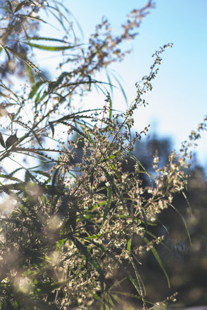 A cannabis plant, a marijuana bush in the countryside.