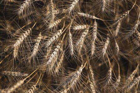 Wheat on the field. Plant, nature, rye. Rural summer field landscape.の写真素材