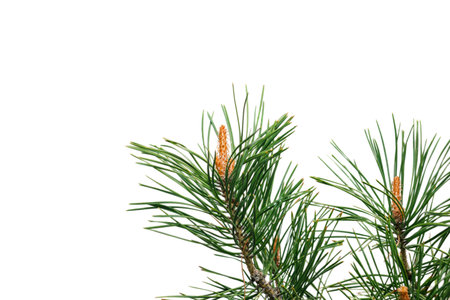 Spruce branch with young cones isolated on white background.
