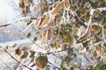 Linden leaves covered with frost.の写真素材