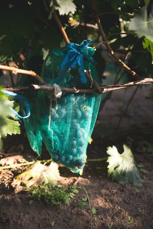 Protected ripe grapes with fine mesh bags hanging on branches.の写真素材