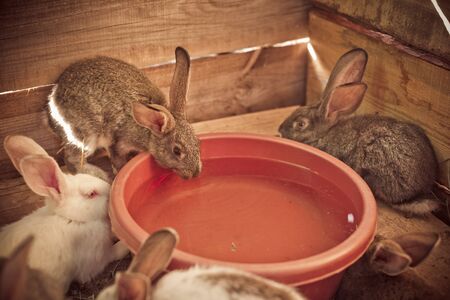 Breeding a large group of rabbits in a small shedの写真素材