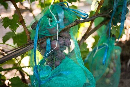 Protected ripe grapes with fine mesh bags hanging on branches.の写真素材