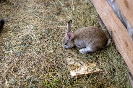Rabbit in a small shed. Breeding rabbits