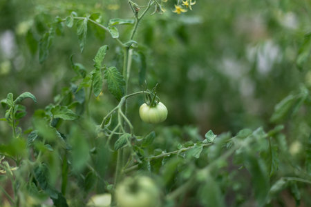 Unripe green tomatoes in a rural garden.