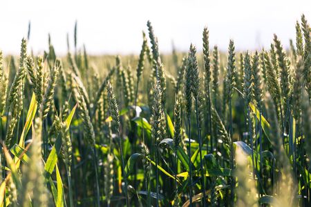 Green wheat on the field. Plant, nature, rye. Rural summer field landscape.の写真素材
