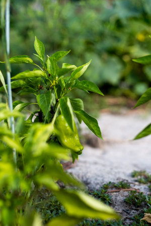 Beautiful green peppers in a rural garden.