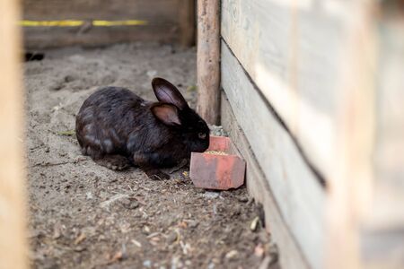 Breeding a group of rabbits in a small shed.の写真素材