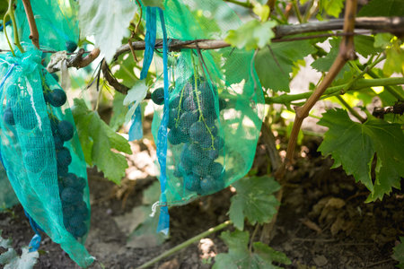 Protected ripe grapes with fine mesh bags hanging on branches.の写真素材
